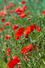 Klatschmohn Papaver rhoeas Mohnblume Klatschrose rot Transparent Blüte Blütenblätter Stempel Kapsel Makro Nahaufnahme Details Fruchtknoten Wiese Feld Sinnbild Landwirtschaft Sommer 