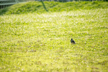 野原の小鳥