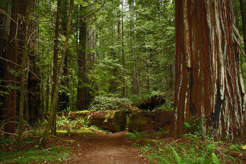 Deep in the green redwood forest of moss, ferns and tall sequoia trees