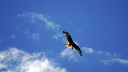 a red milan, milvus milvus is flying on the blue sky
