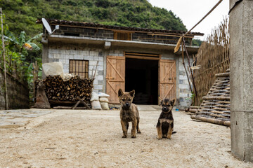 dog on the farm in vietnam