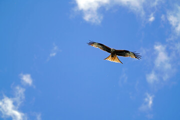 a red milan, milvus milvus is flying on the blue sky