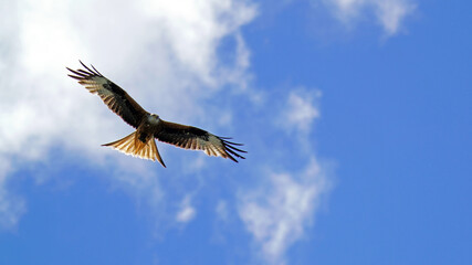a red milan, milvus milvus is flying on the blue sky