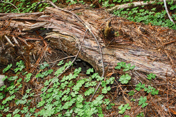 Roots of a tree fallen in a forest are covered with green clovers