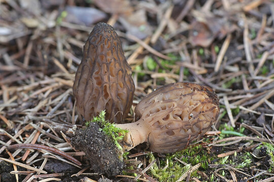 Morchella elata, the Black Morel, wild edible mushroom from Finland