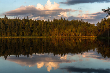 Swamp on a sunny day in great colors