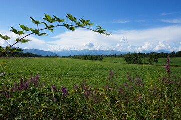 Prato d'estate