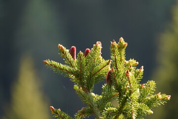 the young red cones from a spruce tree in the sunlight in spring