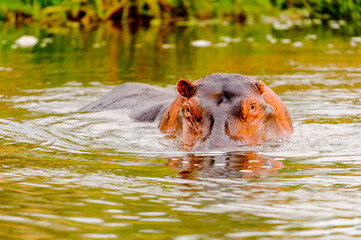It's Hippopotamus in Uganda, Africa