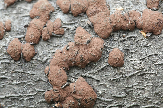 Hypoxylon fuscum, known as the hazel woodwart, wild fungus from Finland