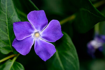 Green plant and purple vinca flower. Precious and resistant evergreen shrub.