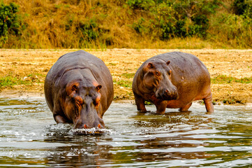 It's Hippopotamus in Uganda, Africa