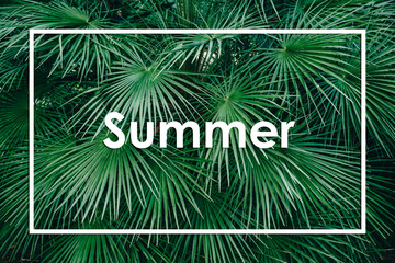 Natural background of green tropical forest with inscription Summer