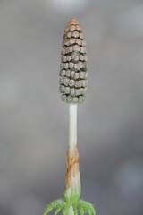 Equisetum sylvaticum, the wood horsetail, is used as an indicator plant for gold as horsetails may...