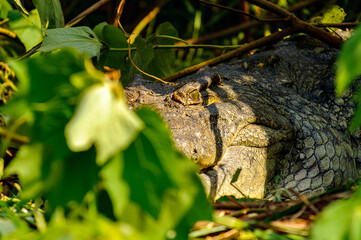 It's Crocodile in Uganda, Africa