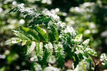 close up of green leaves
