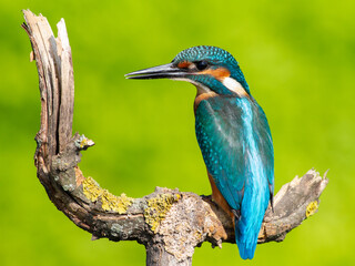 Сommon kingfisher, Alcedo atthis. Sunny day, a young bird sitting by the river on a beautiful branch, peering into the water, waiting for a fish