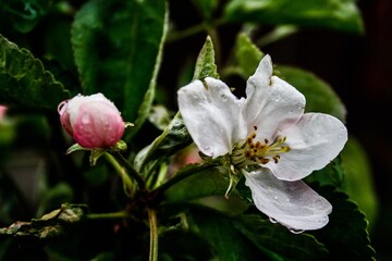 apple tree flower
