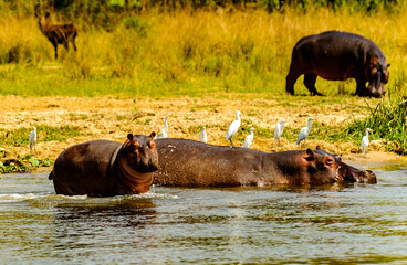 It's Hippopotamus in Uganda, Africa