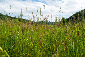 Green grass background. Natural environment. Good ecology. Blue sky