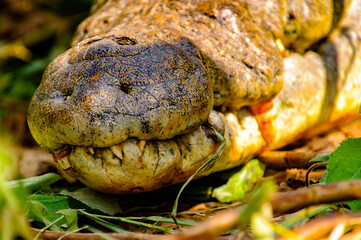 It's Crocodile in Uganda, Africa