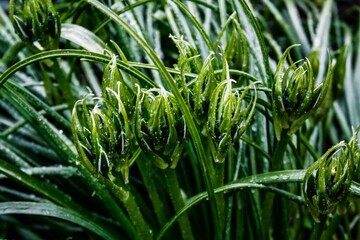 green grass with dew