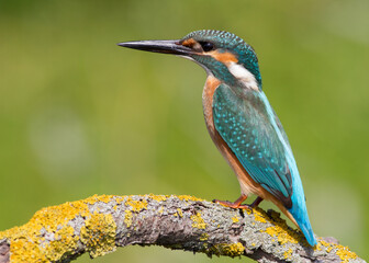 Сommon kingfisher, Alcedo atthis. Sunny day, a young bird sitting by the river on a beautiful branch, peering into the water, waiting for a fish