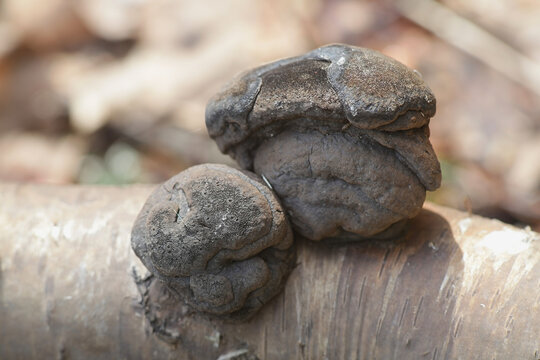 Daldinia concentrica, known as King Alfred's cake, cramp balls, and coal fungus