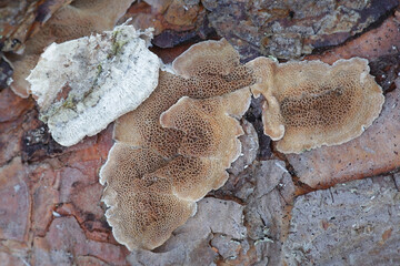 Skeletocutis amorpha, known as rusty crust, wild polypore from Finland