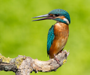 Сommon kingfisher, Alcedo atthis. Sunny day, a young bird sitting by the river on a beautiful branch, peering into the water, waiting for a fish