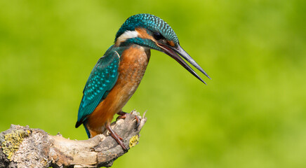 Сommon kingfisher, Alcedo atthis. Sunny day, a young bird sitting by the river on a beautiful branch, peering into the water, waiting for a fish