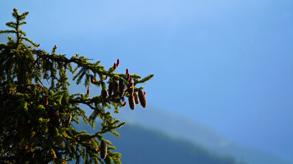 the cones from the spruce tree with mountains in the background