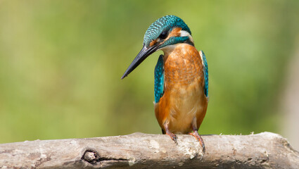 Сommon kingfisher, Alcedo atthis. Sunny day, a young bird sitting by the river on a beautiful branch, peering into the water, waiting for a fish