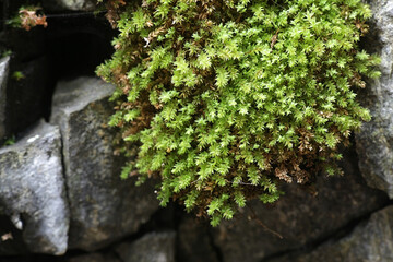 Mnium stellare, known as the starry thyme-moss or stellar calcareous moss