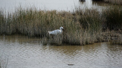 a heron in the Albufera Nature Reserve on the island Mallorca (Spain), January