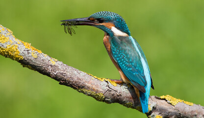 Сommon kingfisher, Alcedo atthis. Sunny day, a young bird sitting by the river on a beautiful branch, holds prey in its beak