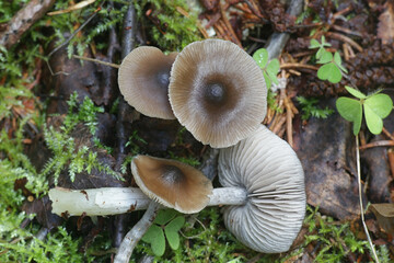 Entoloma turbidum, a pinkgill mushroom from Finland with no common english name