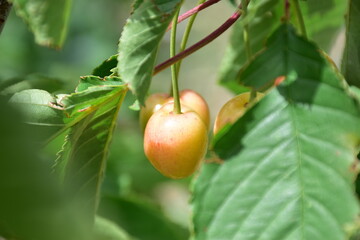 Ciliegia (Prunus avium) durante la raccolta, Sicilia