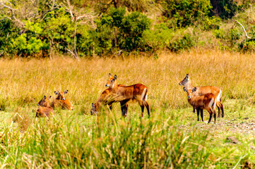 It's Deers in the grass