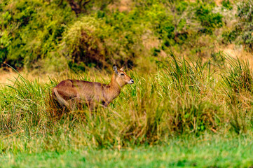 It's Deers in the grass
