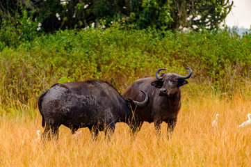 Naklejka na ściany i meble It's Buffalo in Uganda, Africa