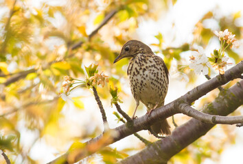 Song thrush, Turdus philomelos. A bird sits on a branch and looks at something