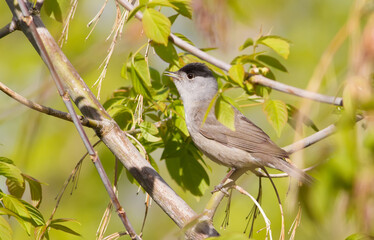 Eurasian blackcap, Sylvia atricapilla. Bird sings sitting on a branch