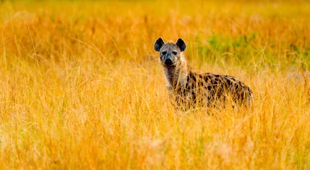 Photo sur Plexiglas Hyène C& 39 est une hyène tachetée d& 39 Afrique en Ouganda