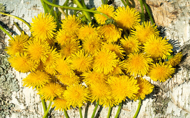 Taraxacum officinale is a genus of perennial herbaceous plants in the Asteraceae family.