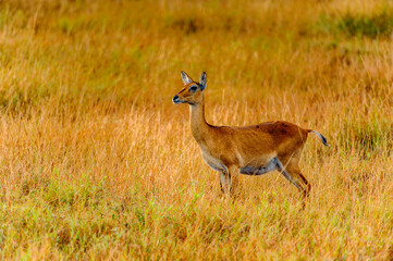 It's Deers in the grass