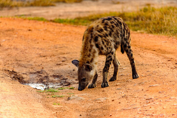 It's African spot hyena in Uganda