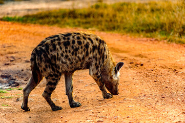 C& 39 est une hyène tachetée d& 39 Afrique en Ouganda