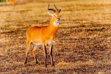 It's African antelope in Uganda