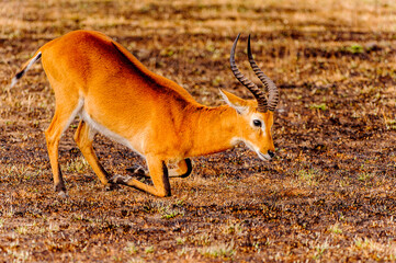 It's African antelope in Uganda
